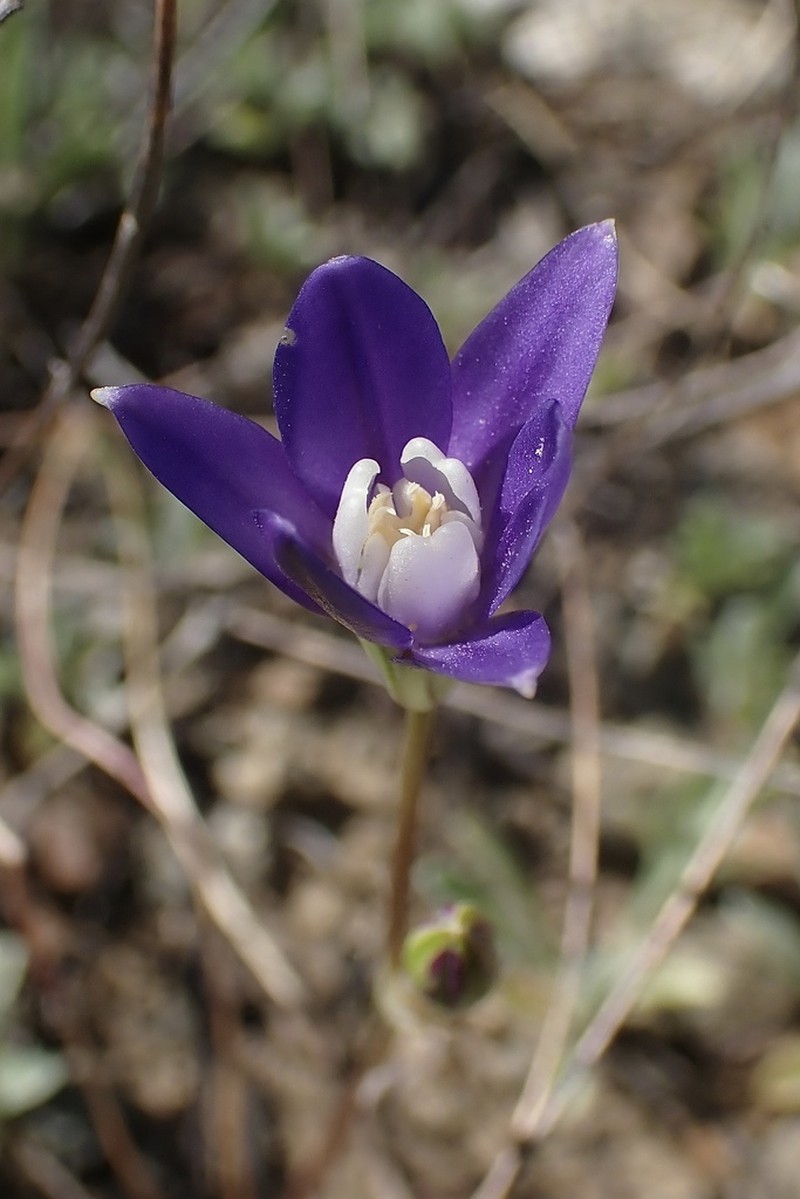Starflower Brodiaea photo 3