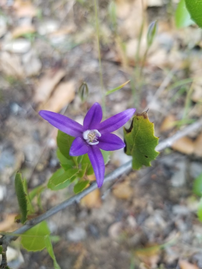 Starflower Brodiaea photo 4
