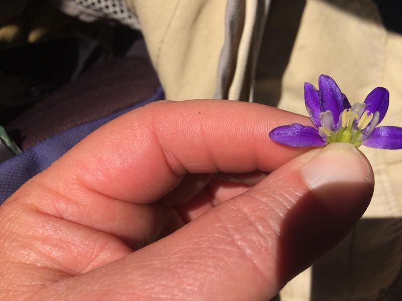 Starflower Brodiaea photo 5