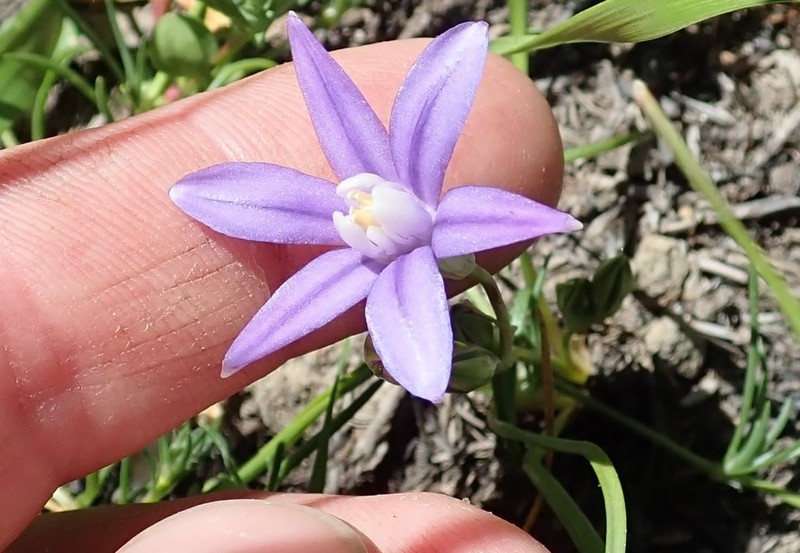 Starflower Brodiaea photo 6