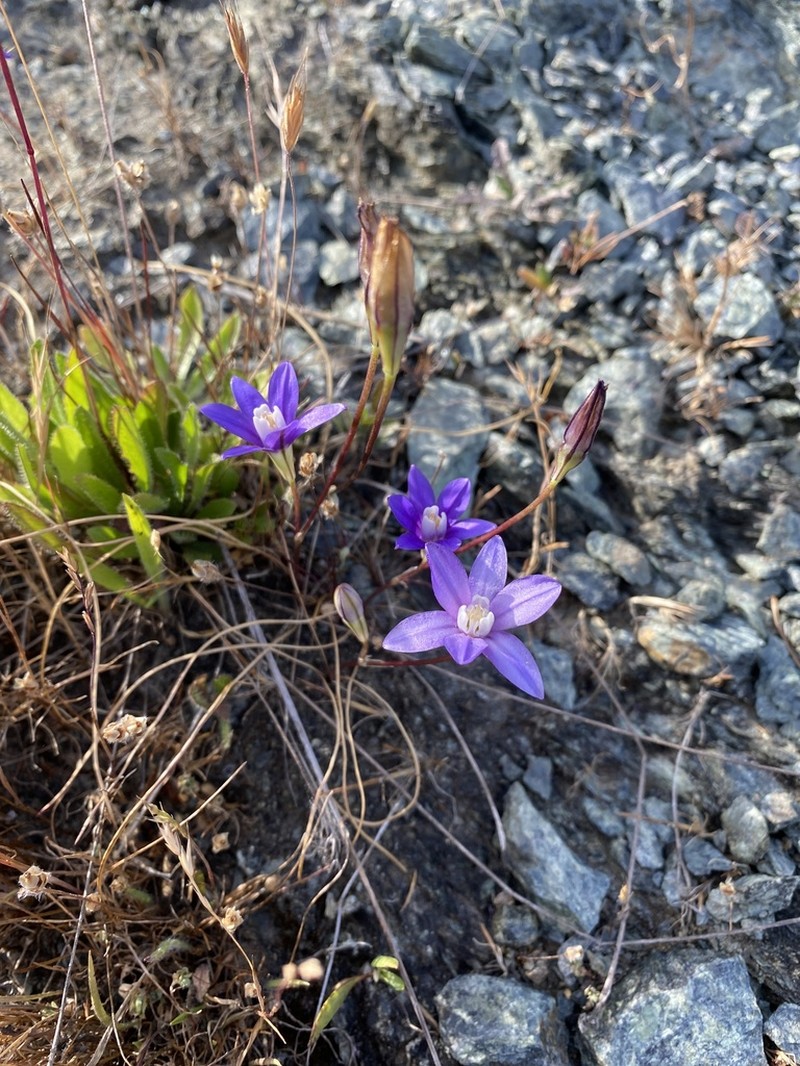 Starflower Brodiaea photo 7