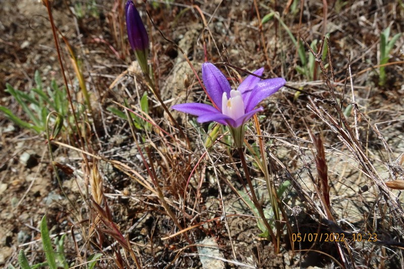 Starflower Brodiaea photo 8