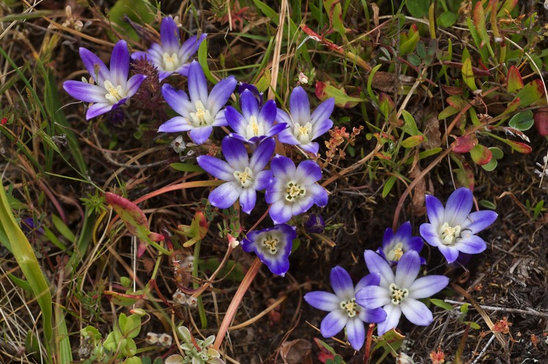 Dwarf Brodiaea