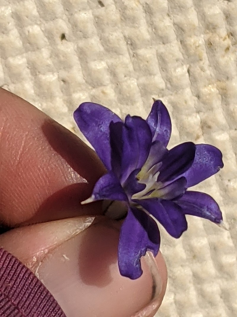 Dwarf Brodiaea photo 2
