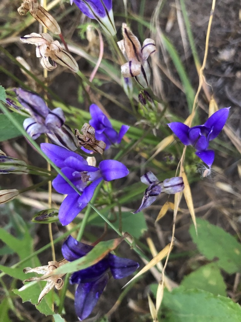 Dwarf Brodiaea photo 3