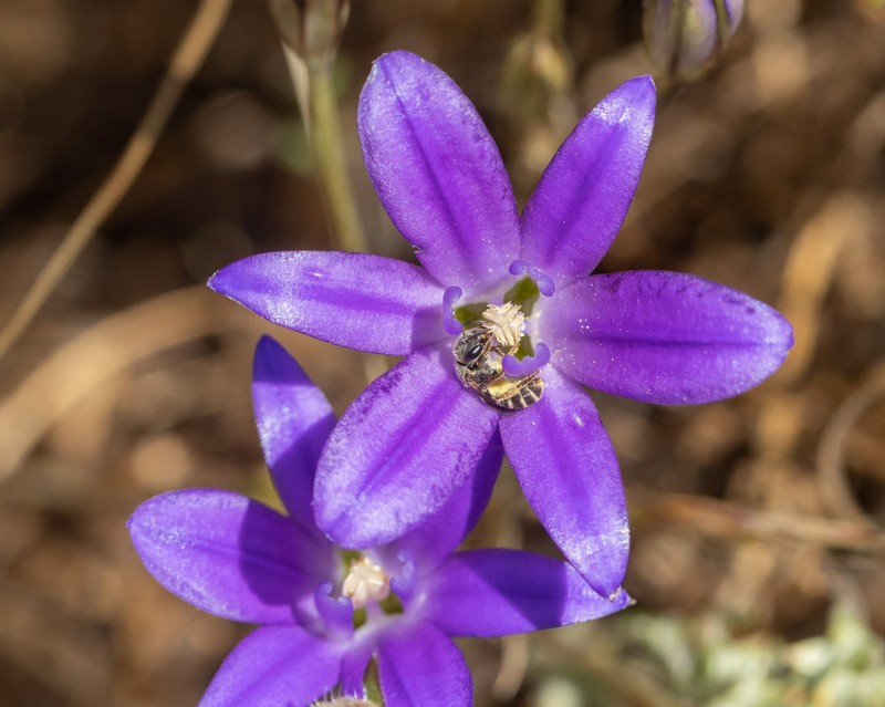 Dwarf Brodiaea photo 4