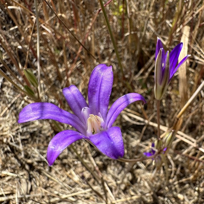 Dwarf Brodiaea photo 5