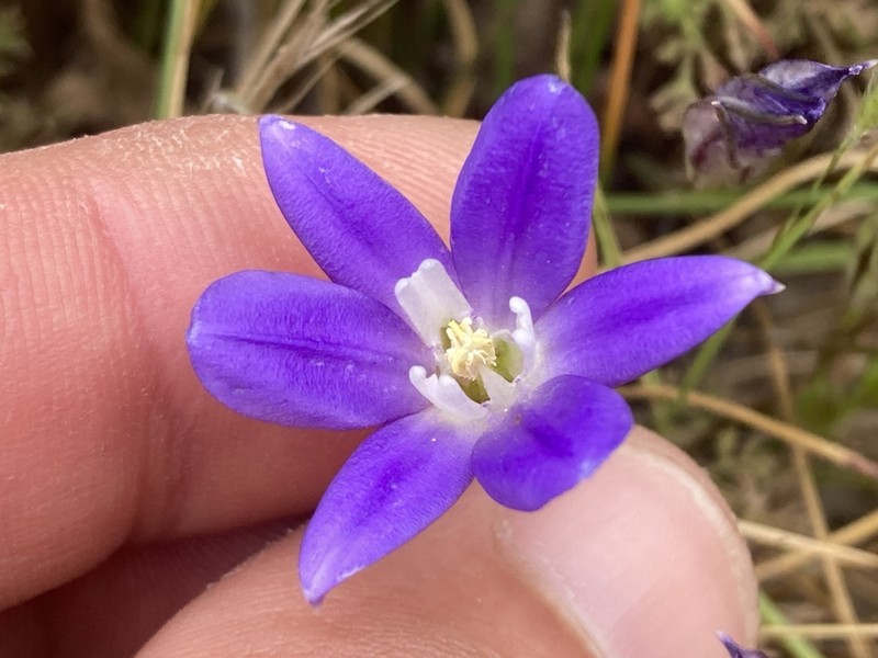 Dwarf Brodiaea photo 6