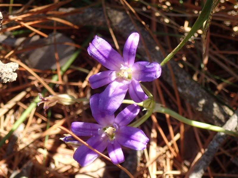 Dwarf Brodiaea photo 7