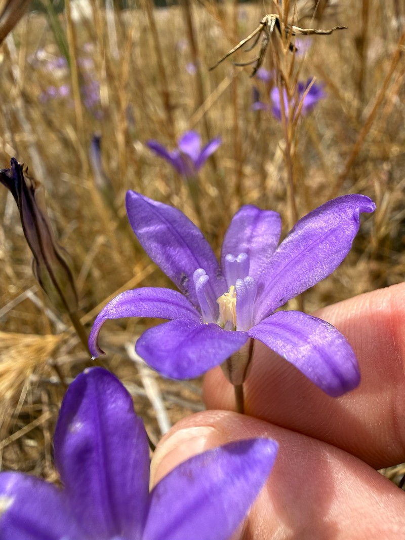 Brodiaea terrestris subsp. kernensis