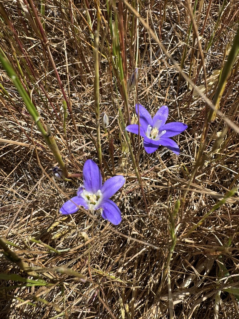 Brodiaea terrestris subsp. kernensis photo 2