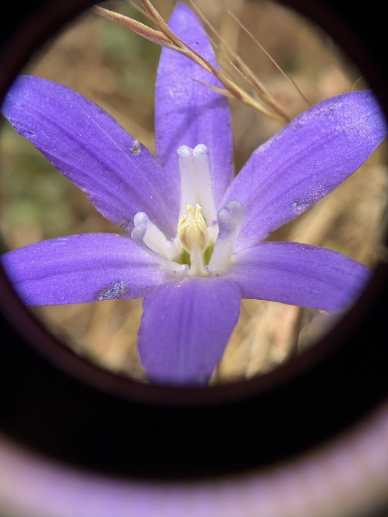 Brodiaea terrestris subsp. kernensis photo 3
