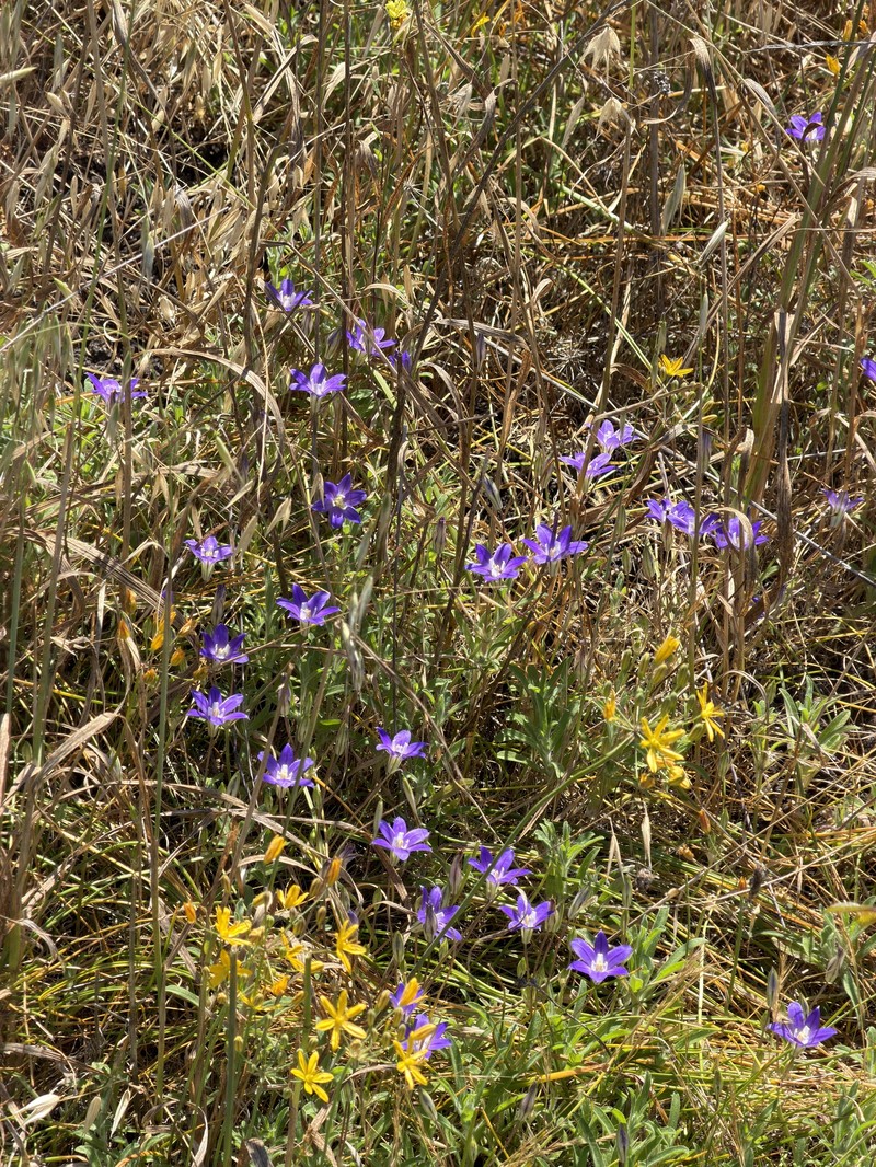 Brodiaea terrestris subsp. kernensis photo 4