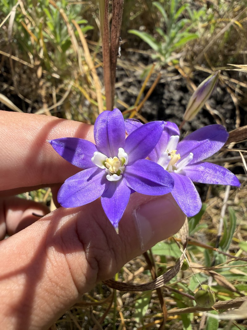 Brodiaea terrestris subsp. kernensis photo 5