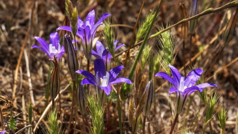Brodiaea terrestris subsp. kernensis photo 6