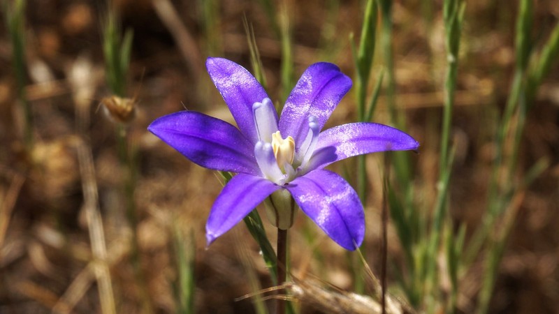 Brodiaea terrestris subsp. kernensis photo 7