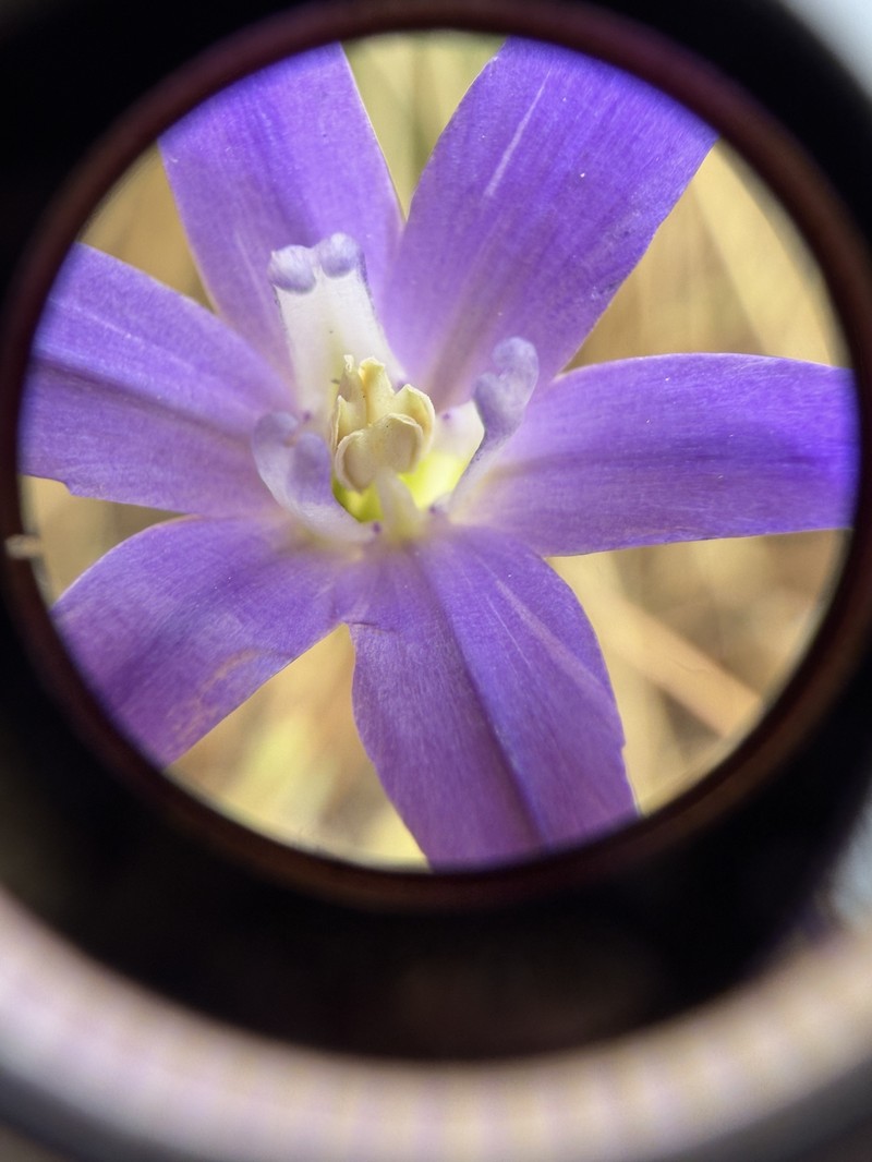 Brodiaea terrestris subsp. kernensis photo 8