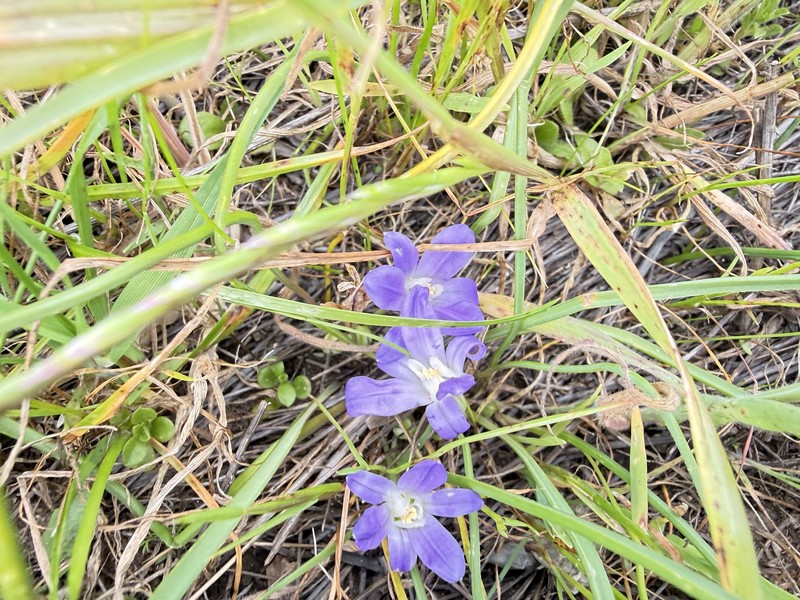 Brodiaea terrestris subsp. terrestris