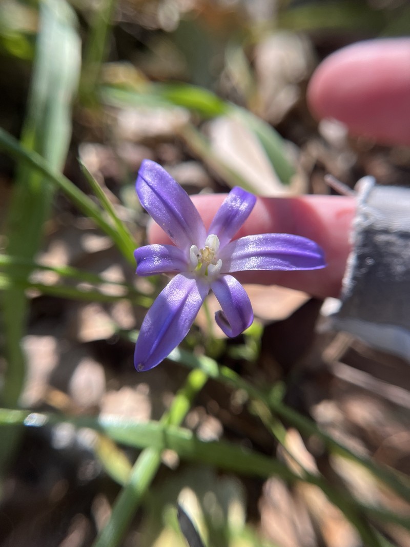 Brodiaea terrestris subsp. terrestris photo 2