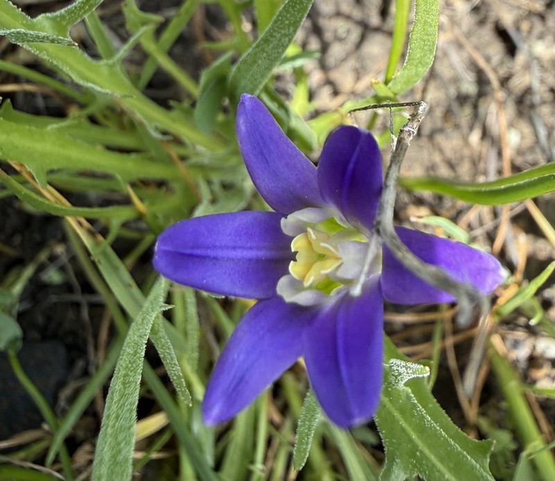 Brodiaea terrestris subsp. terrestris photo 3