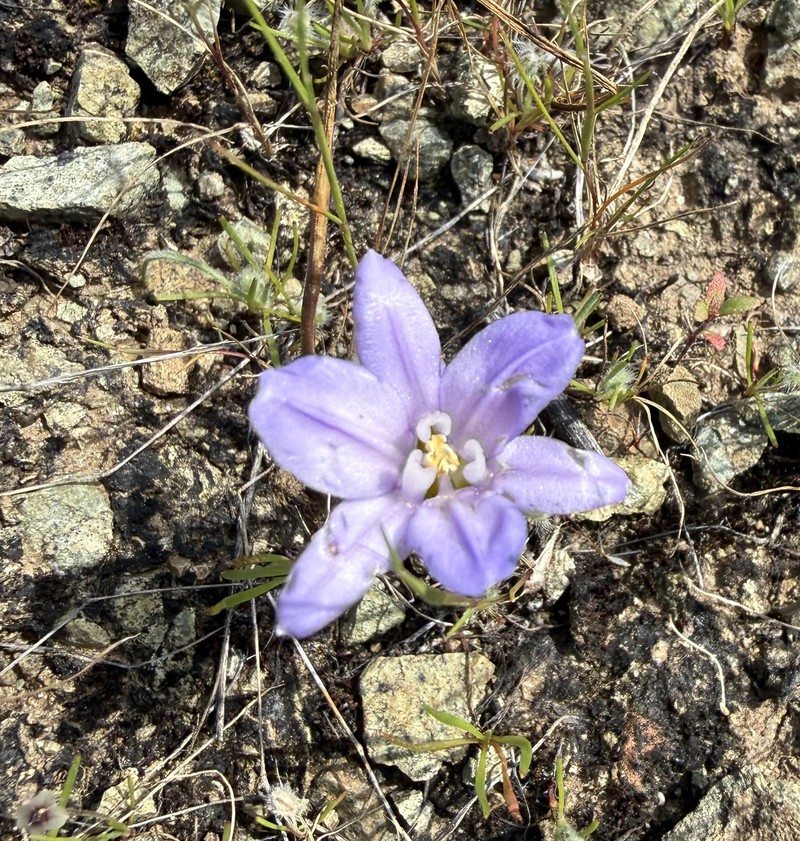 Brodiaea terrestris subsp. terrestris photo 4