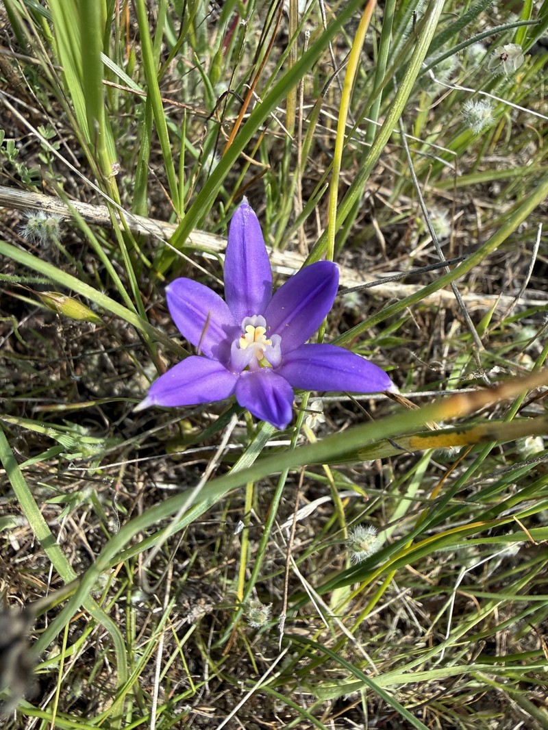 Brodiaea terrestris subsp. terrestris photo 5