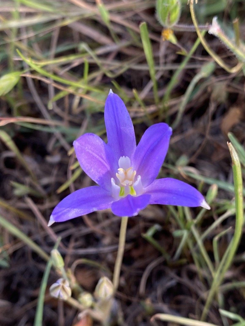 Brodiaea terrestris subsp. terrestris photo 6