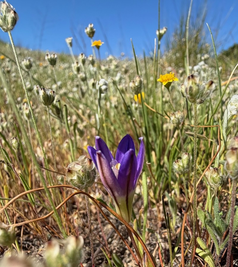 Brodiaea terrestris subsp. terrestris photo 7