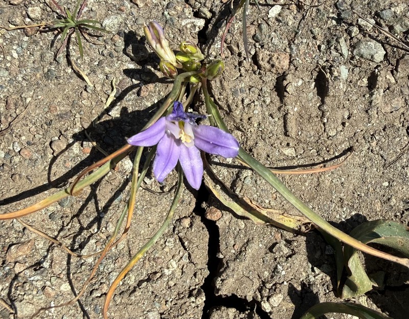 Brodiaea terrestris subsp. terrestris photo 8