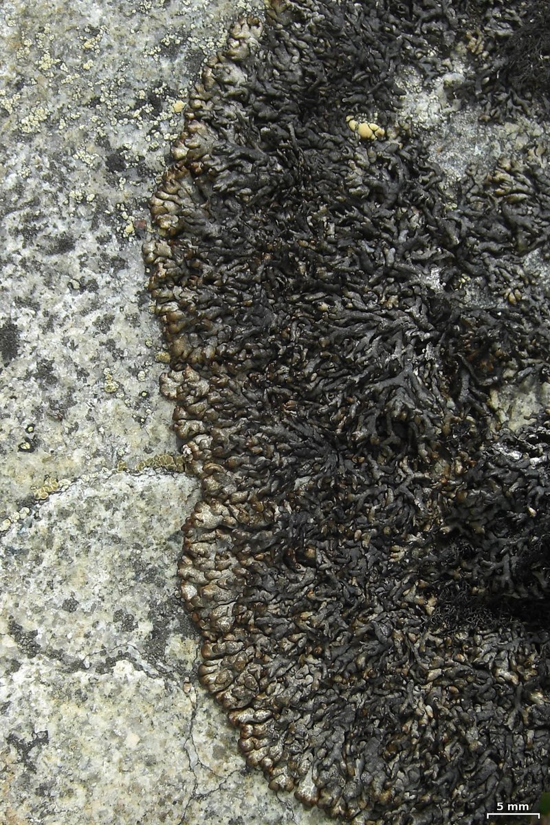 Arctic Brodoa Lichen