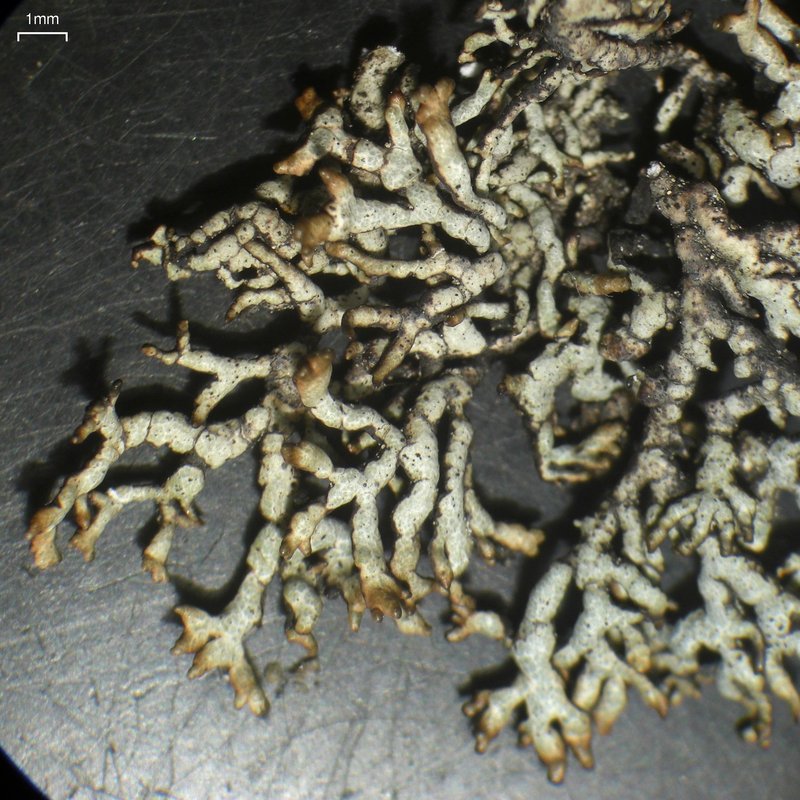 Arctic Brodoa Lichen photo 2