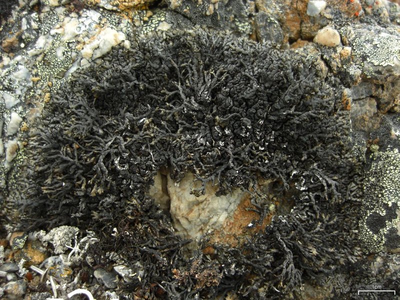 Arctic Brodoa Lichen