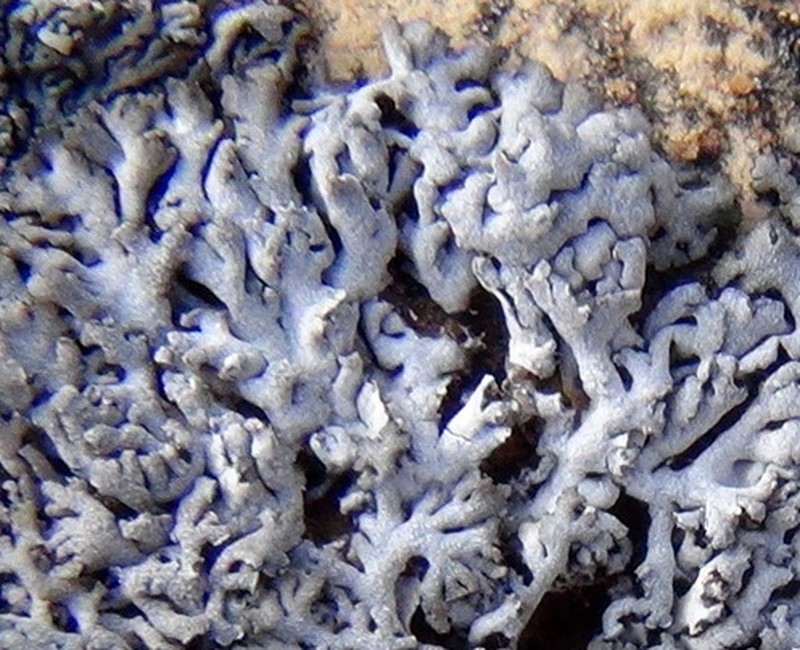 Arctic Brodoa Lichen photo 3