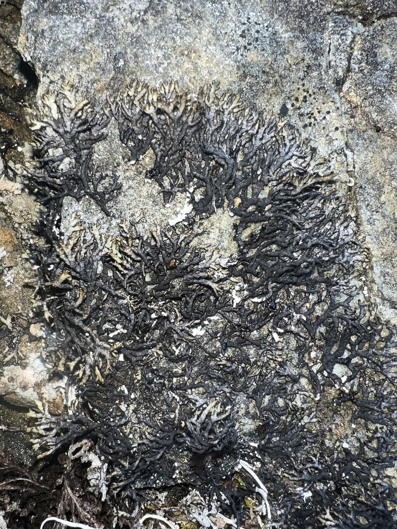 Arctic Brodoa Lichen photo 4