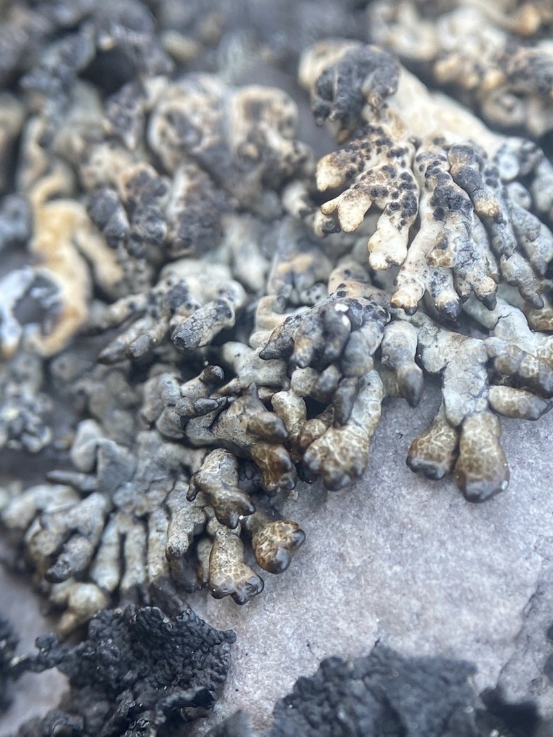 Arctic Brodoa Lichen photo 5