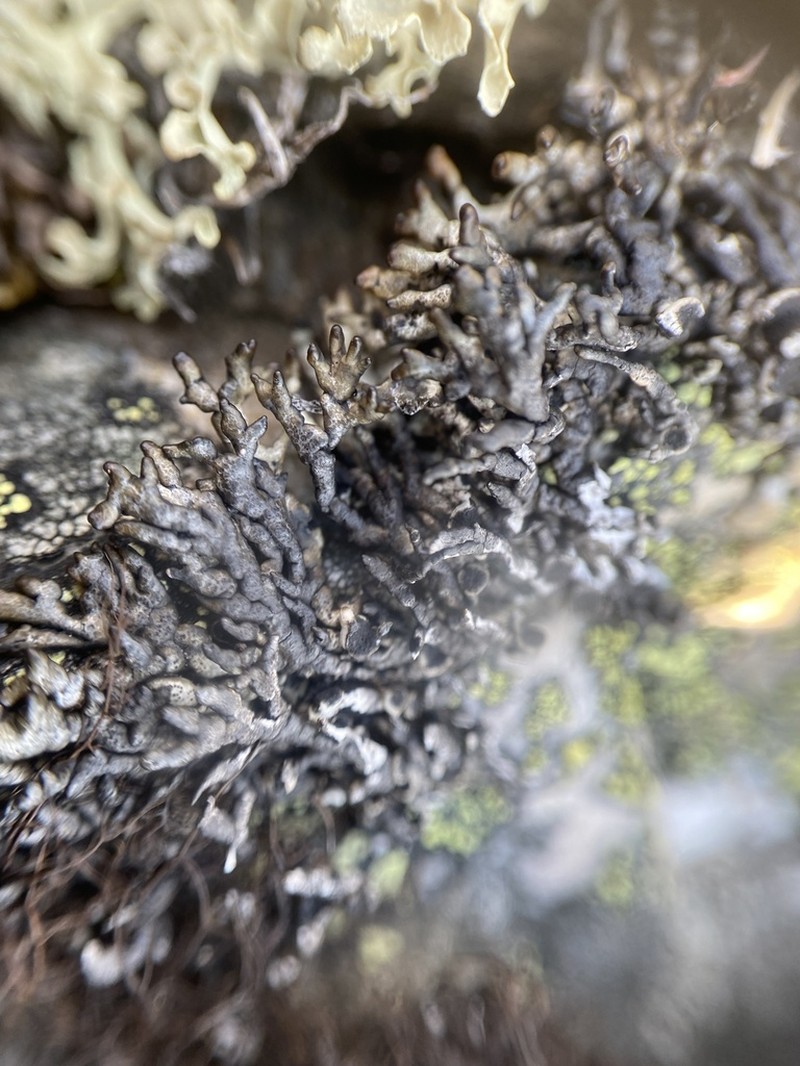 Arctic Brodoa Lichen photo 6