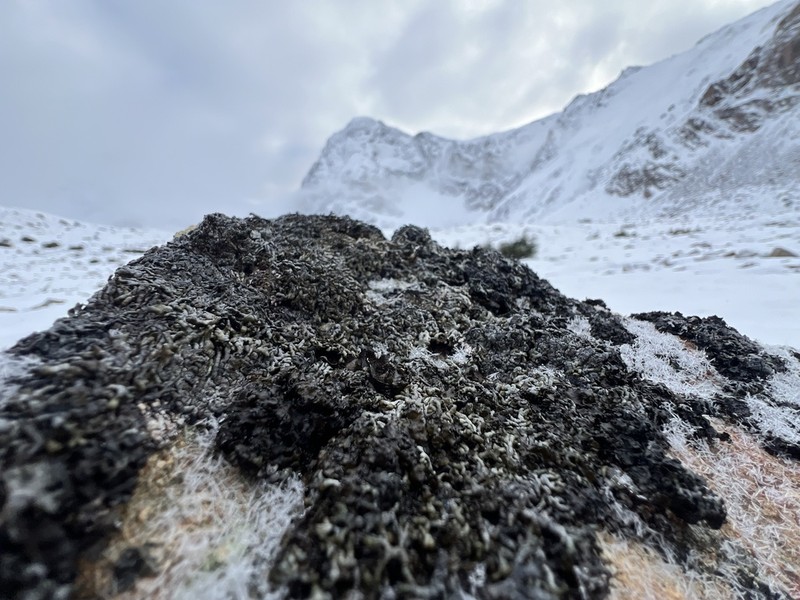 Arctic Brodoa Lichen photo 7