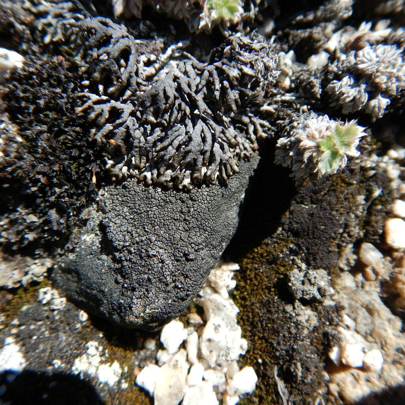 Arctic Brodoa Lichen photo 8