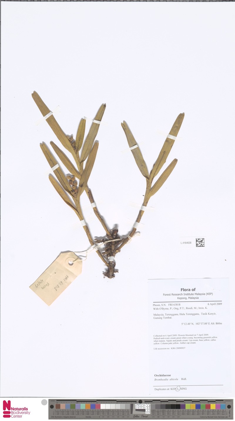 Bromheadia alticola
