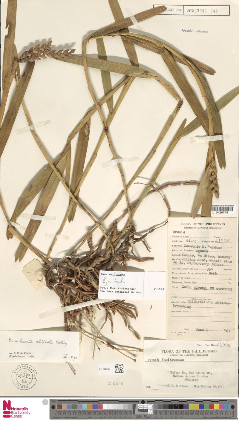 Bromheadia alticola photo 2