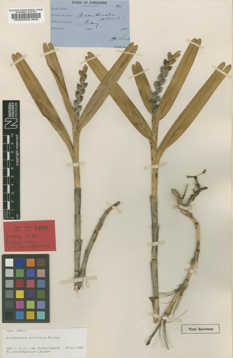 Bromheadia alticola photo 3