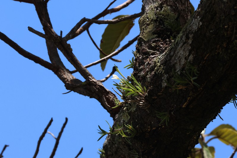 Bromheadia aporoides
