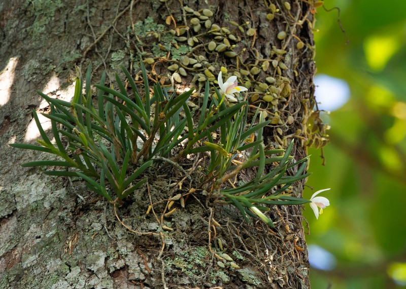 Bromheadia aporoides photo 2