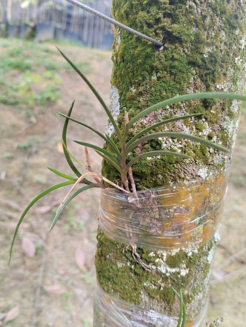 Bromheadia aporoides photo 3