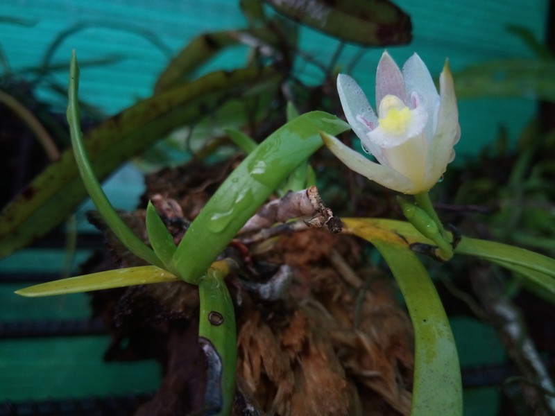 Bromheadia aporoides photo 4
