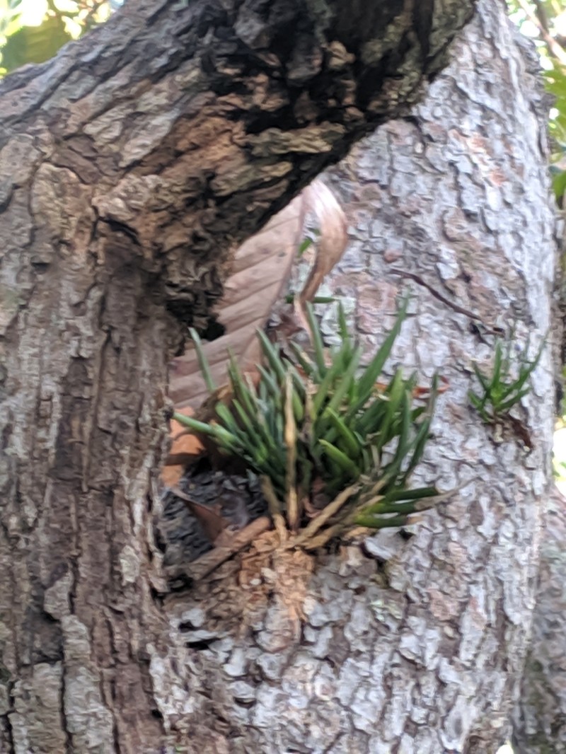 Bromheadia aporoides photo 5
