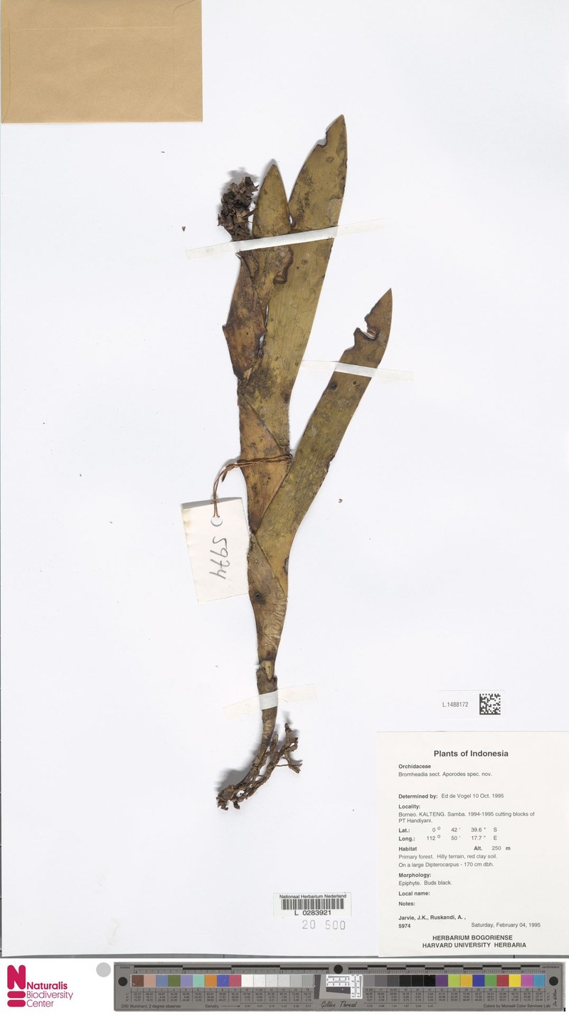 Bromheadia aporoides photo 6