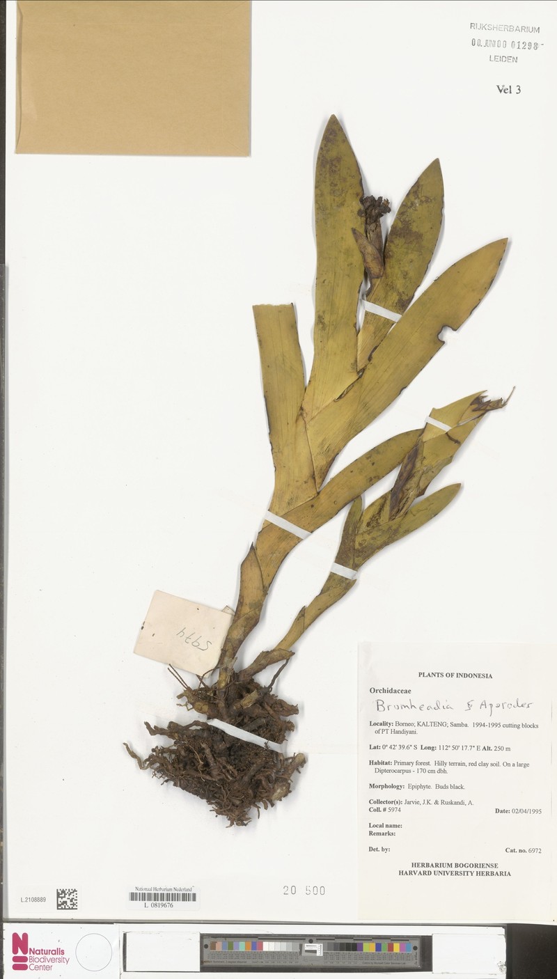 Bromheadia aporoides photo 7