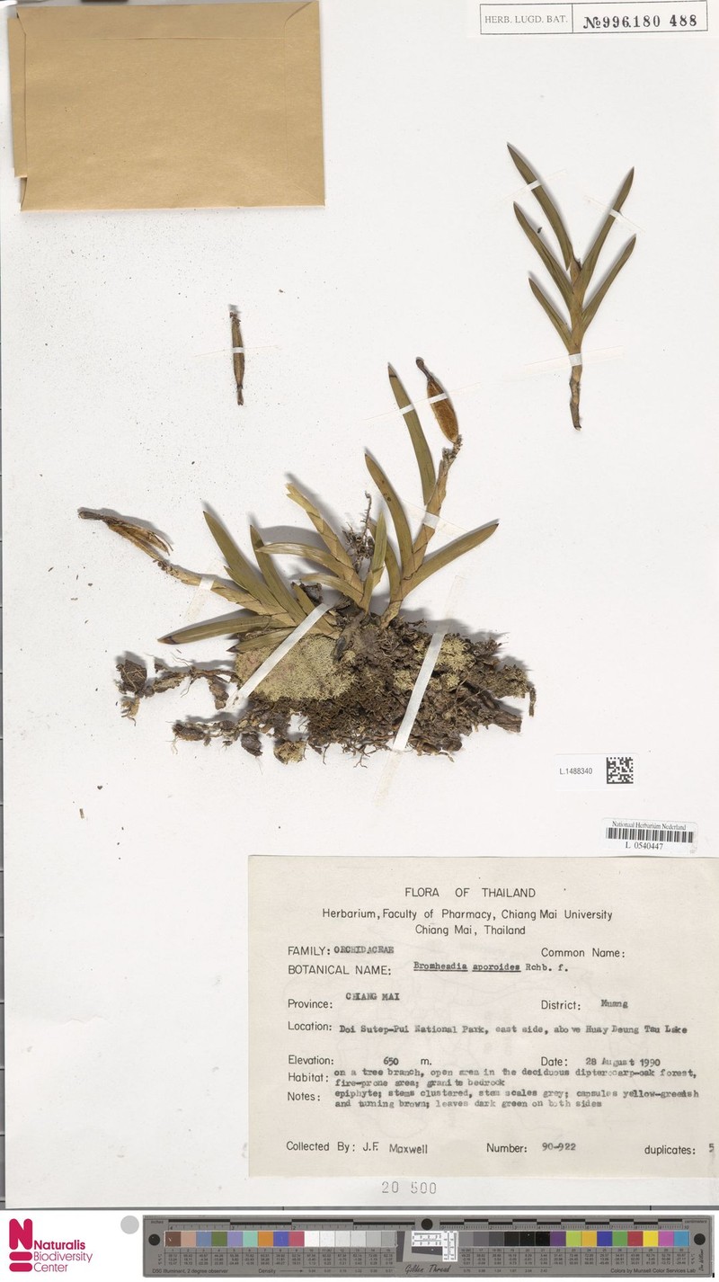 Bromheadia aporoides photo 8
