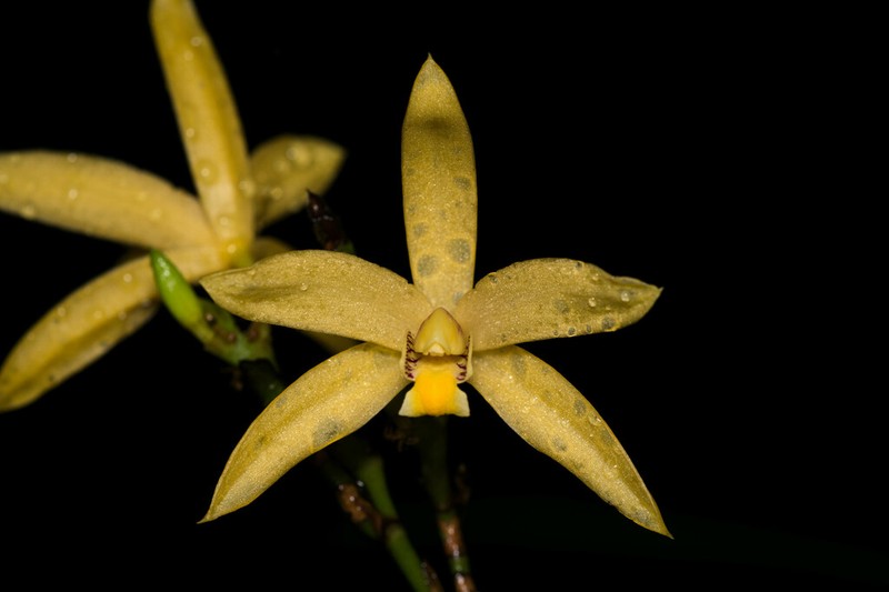 Bromheadia borneensis photo 2